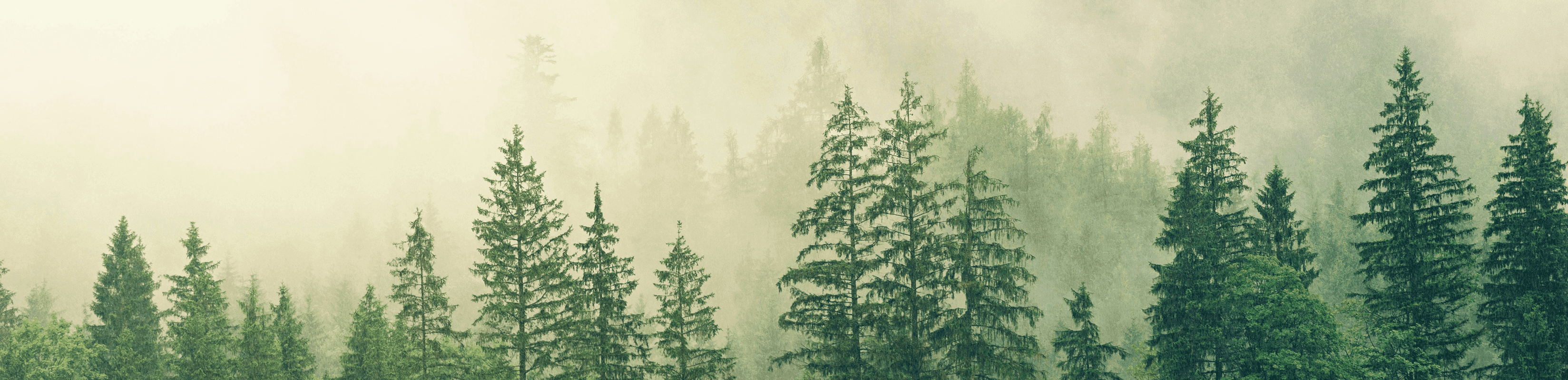 Misty forest representing grounded, practical growth